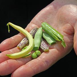 Growing the Bosnian Kitchen: Sustainable Food Systems